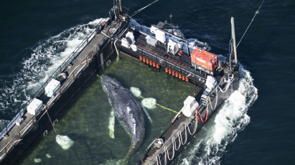 Humpback whale stranded in Germany released into North Sea: media