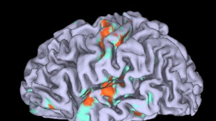 Cervello, pronto l'atlante della 'centralina' che controlla i movimenti