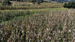 Report paves way for EU to renew glyphosate use