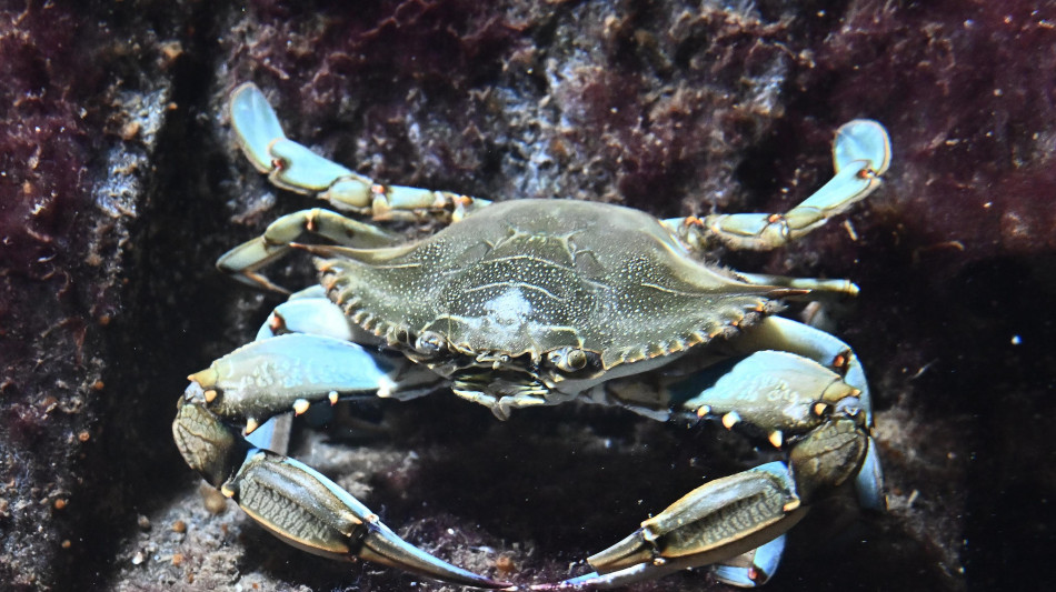 Manovra: da granchio blu a vino, anche micro-norme tra proposte