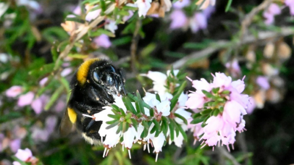 Small bees better at coping with warming, bumblebees struggle: study