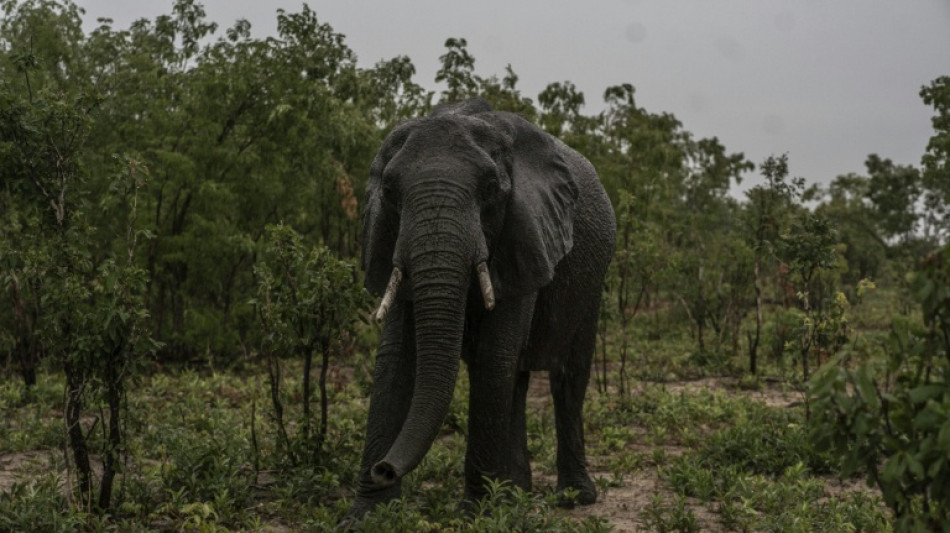 Zimbabue sacrificará a decenas de elefantes y entregará la carne para el consumo local