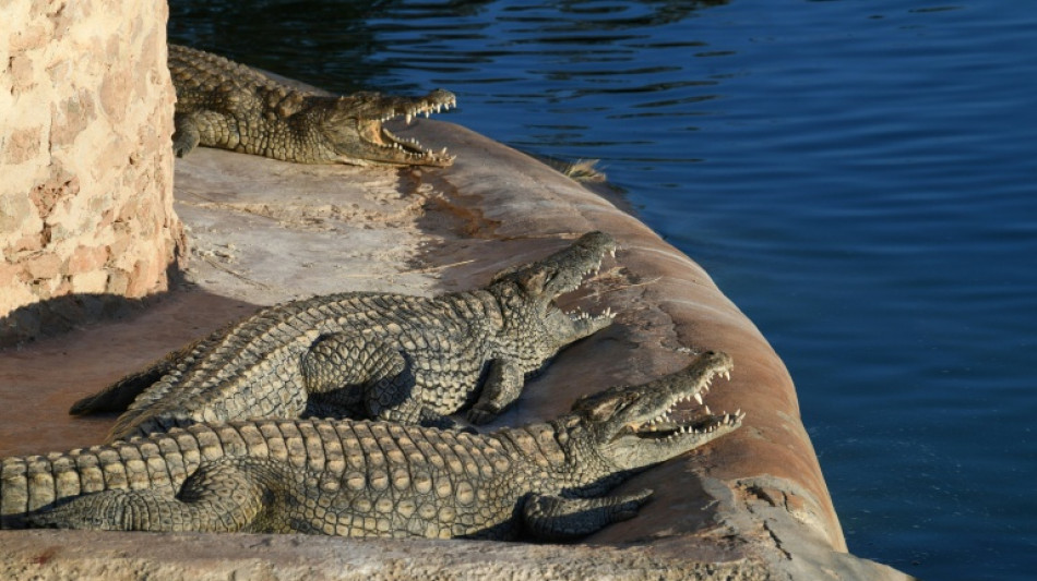Un cocodrilo se da un baño en la piscina de un lujoso hotel en Australia