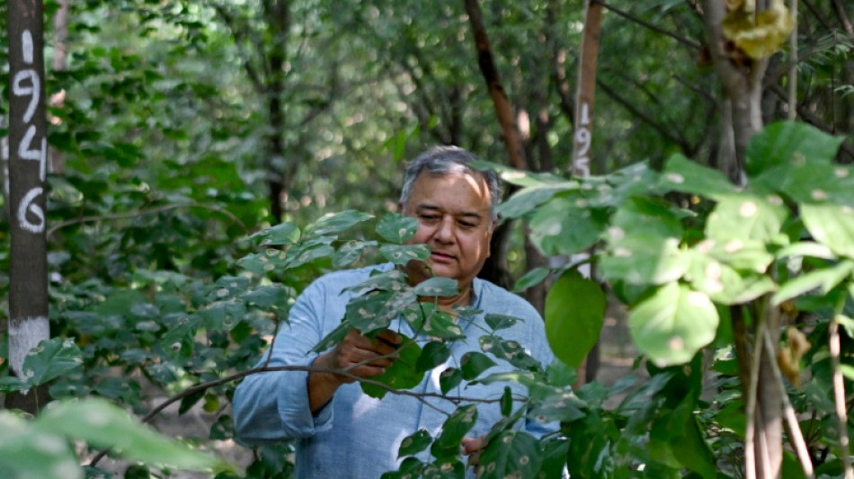 Inde: "Peepal Baba" plante des arbres "pour offrir une seconde chance &agrave; la plan&egrave;te"