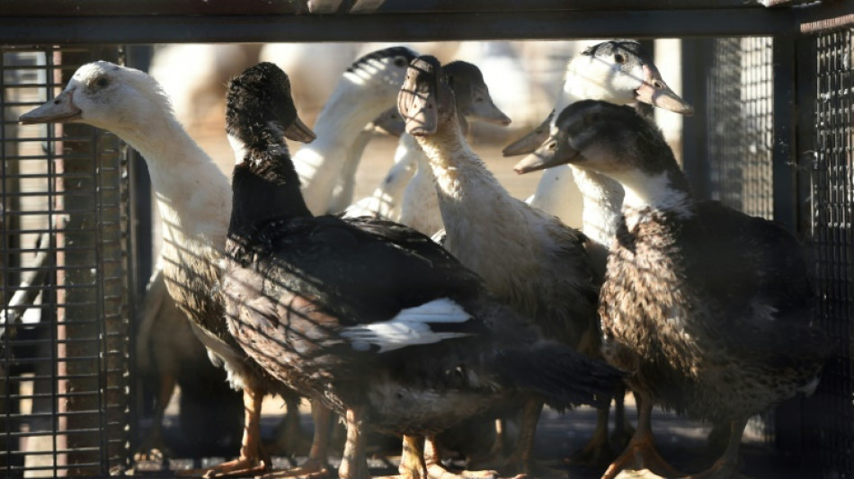 Grippe aviaire: lev&eacute;e des mesures de confinement en Vend&eacute;e en raison de la chaleur