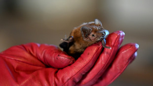 Fledermaus an Düsseldorfer Flughafen "notgelandet" - Zoll rettet geschütztes Tier