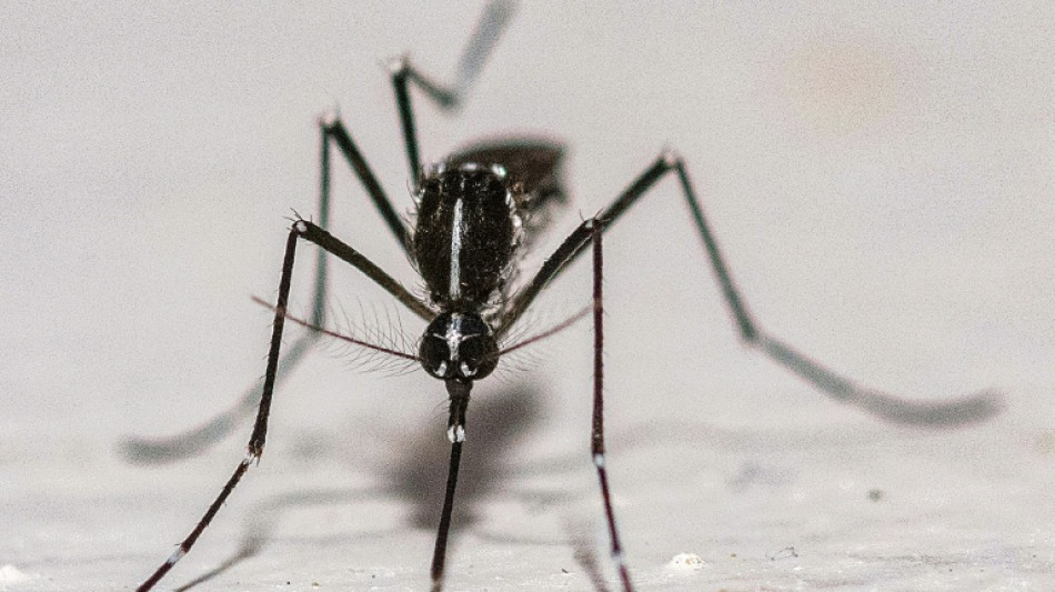 Dengue, chikungunya: efficacité variable des différentes techniques de lâchers de moustiques, selon l'Anses