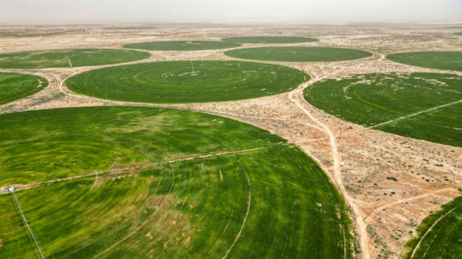 Pour planter son blé, l'Irak puise dans les nappes phréatiques