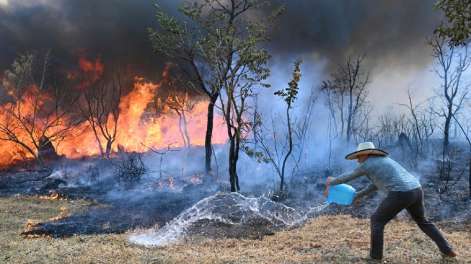 La devastación por los incendios en Brasil crece un 79% en 2024