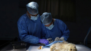 Il 70% infezioni emergenti derivano da animali, il 25 Giornata della veterinaria