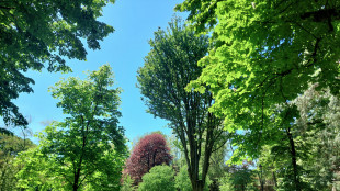 E' la festa dell'albero, in citt&agrave; 24 per 100 abitanti