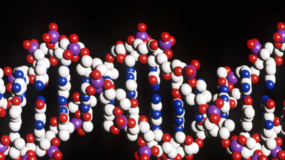 Mappe 3D del Dna svelano nuovi geni legati a malattie autoimmuni