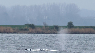 Wal-Drama in der Ostsee zieht sich hin: Tier liegt weiterhin fest