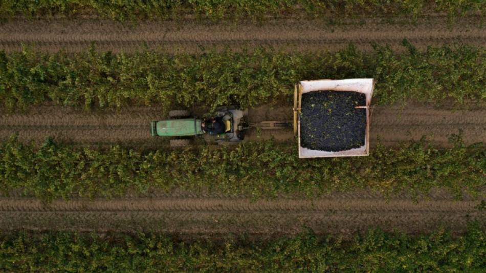 Produção mundial de vinho terá leve recuperação em 2025, mas continuará baixa