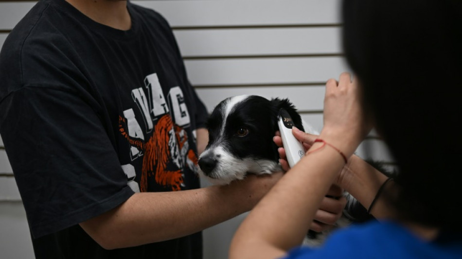 Le Chili lance l'injection contraceptive pour chiens