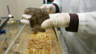 Un topo di laboratorio su due ha un Dna diverso da quello dichiarato