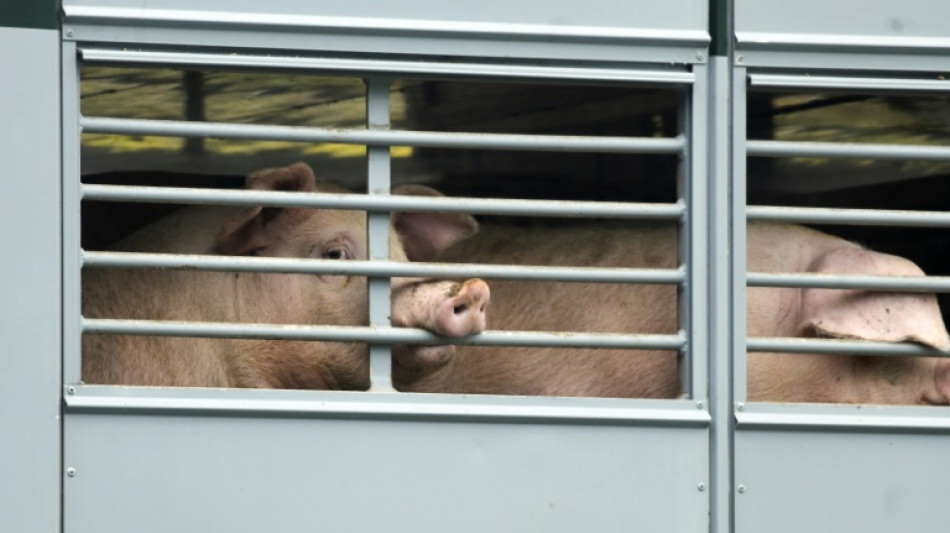 Fleischproduktion in Deutschland konstant