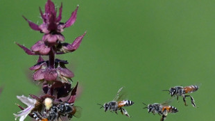 Científicos australianos descubren una abeja "lucifer" con cuernos