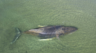 Wal in der Ostsee: Tier hat sich in Wismarbucht wom&ouml;glich erneut festgeschwommen