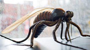 Un caso di West Nile, rientrata dalle vacanze