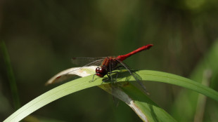 Una libellula curiosa vince tra le foto che celebrano biodiversit&agrave; e ricerca