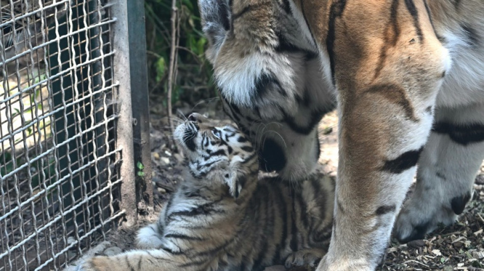 Mutter verweigerte Aufzucht: Zoo Leipzig schläfert drei Tigerjunge ein
