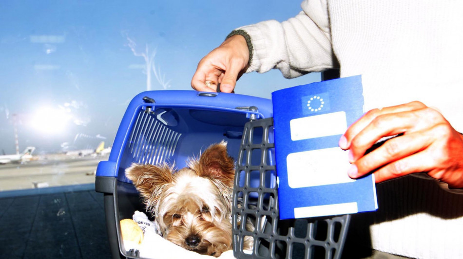 Martedì primo volo con 2 cani in cabina senza trasportino