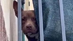 Leal, 'serve pena esemplare per il cane morto a Giuliano'