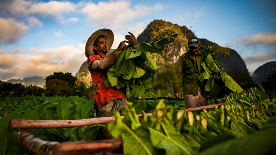 Escasez en Cuba golpea producci&oacute;n de habanos 