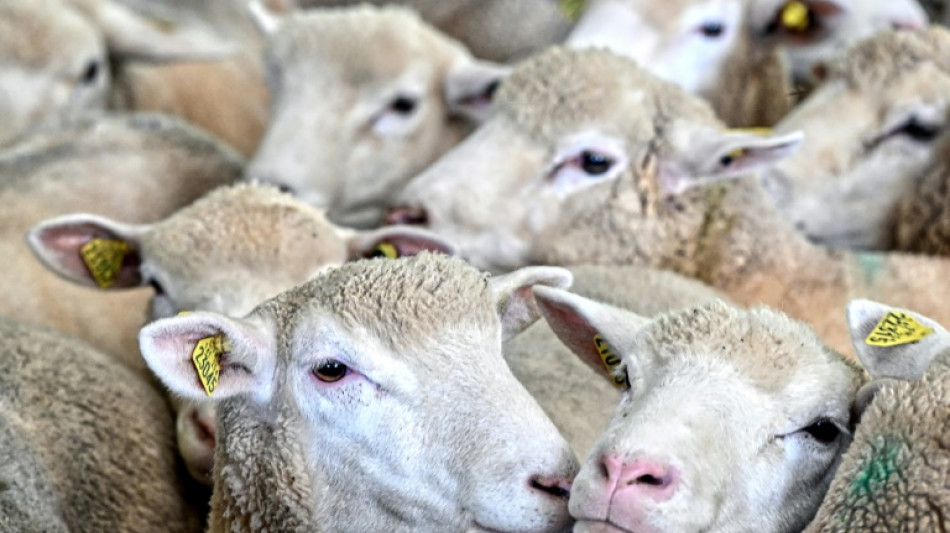 Maladies animales: l'Etat va mettre plus de vaccins &agrave; disposition des &eacute;leveurs