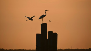 ONGs denunciam presença de lobistas de combustíveis fósseis na COP30