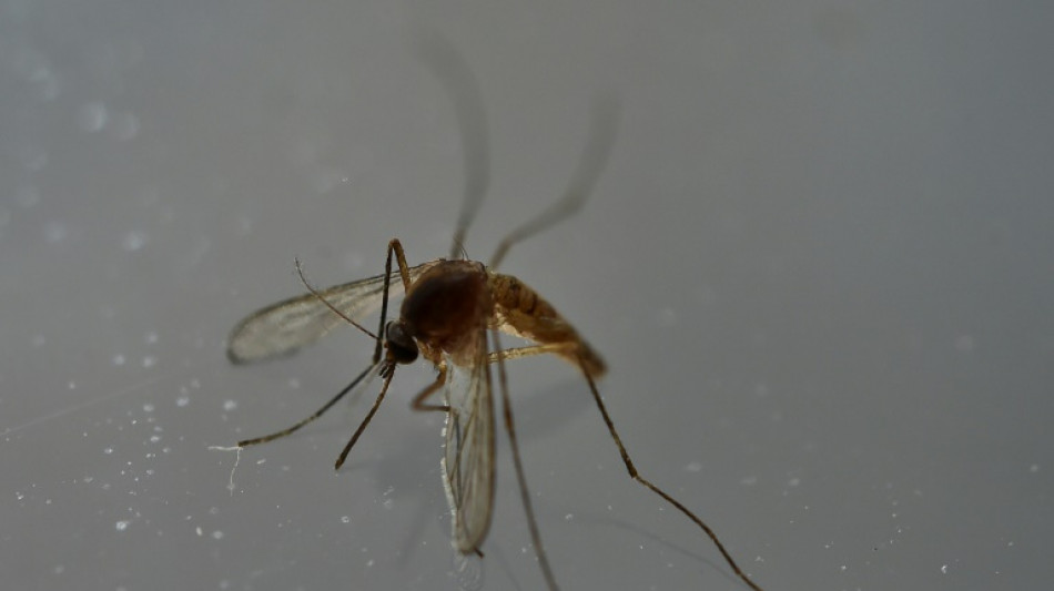 Premier cas autochtone de chikungunya de l'ann&eacute;e en France, en Ile-de-France