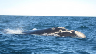 Scoperta la pi&ugrave; vasta necropoli di balene, copre 1.200 chilometri