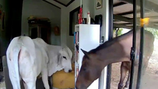 Moo dunnit? Dog lets bull, horse into living room in Australia
