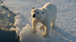 Ecco i 100 scatti in finale al Wildlife Photographer of the Year