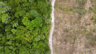 La Amazonía brasileña registra la menor área deforestada desde 2014