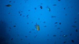 Mysteries and music: listening in to underwater life