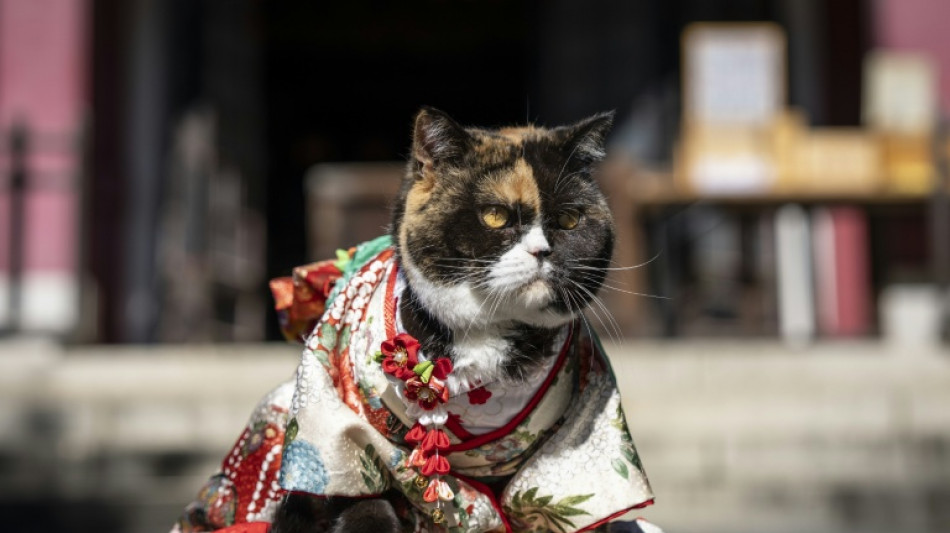 Kimono-clad pets blessed at Japan festival lacking enough kids
