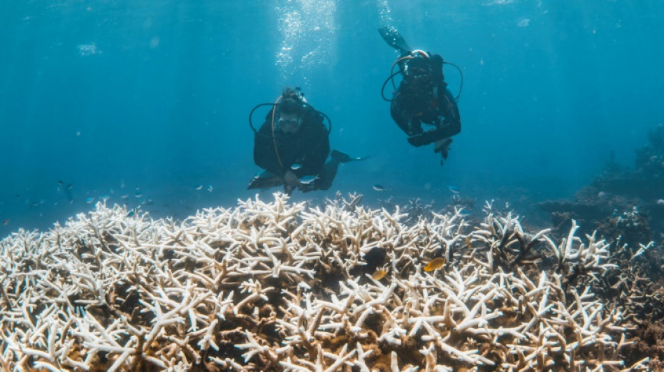 In a hotter future, what comes after coral reefs die?