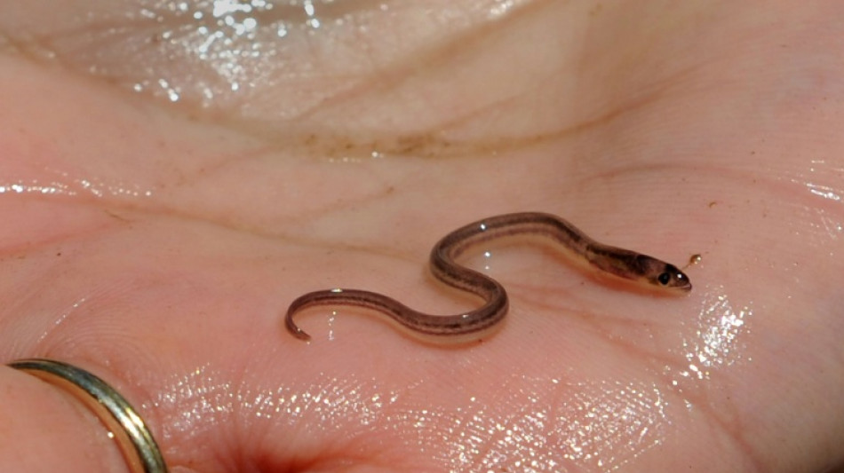 Les civelles en danger, un march&eacute; opaque qui profite aux gangs ha&iuml;tiens