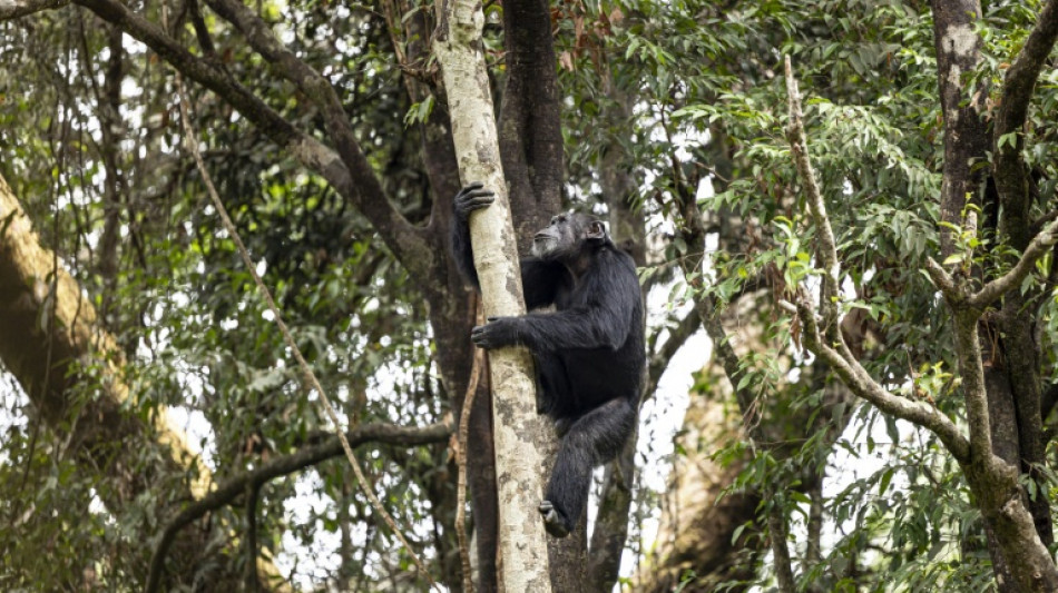 Los chimpanc&eacute;s consumen alcohol a diario, seg&uacute;n un estudio