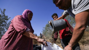 En Cisjordanie, la récolte des olives perturbée par un pic de violences des colons