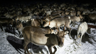 Dans l'Arctique finlandais, les éleveurs de rennes cohabitent difficilement avec l'armée