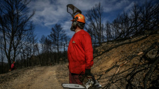 Apr&egrave;s le grand incendie de l'&eacute;t&eacute; dans l'Aude, des milliers de tonnes de bois &agrave; exploiter