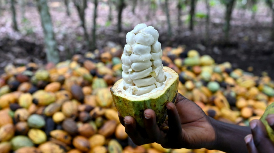 Los pequeños productores de cacao temen una nueva ley europea contra la deforestación