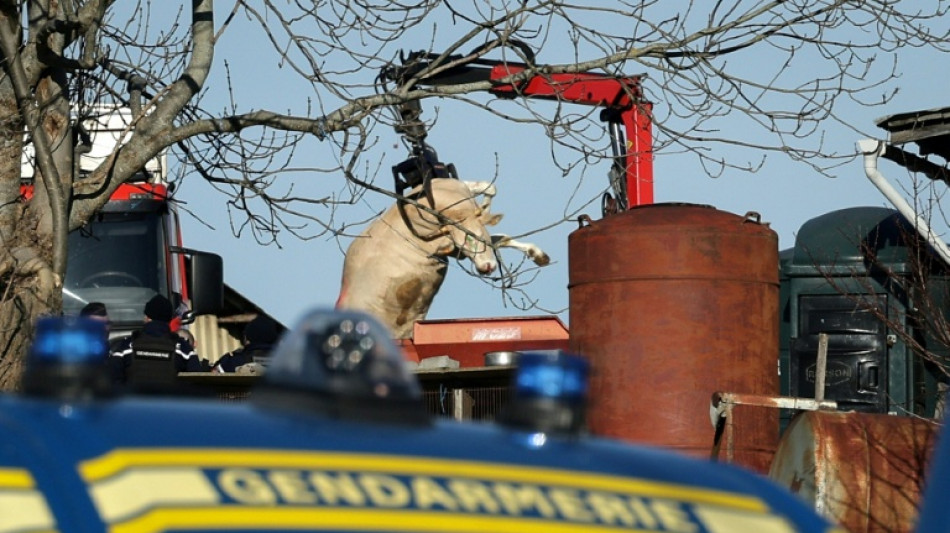 Dermatose en Ari&egrave;ge: le troupeau abattu malgr&eacute; la mobilisation des &eacute;leveurs
