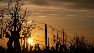 Vins: l'Union européenne au chevet d'une filière dans la tempête