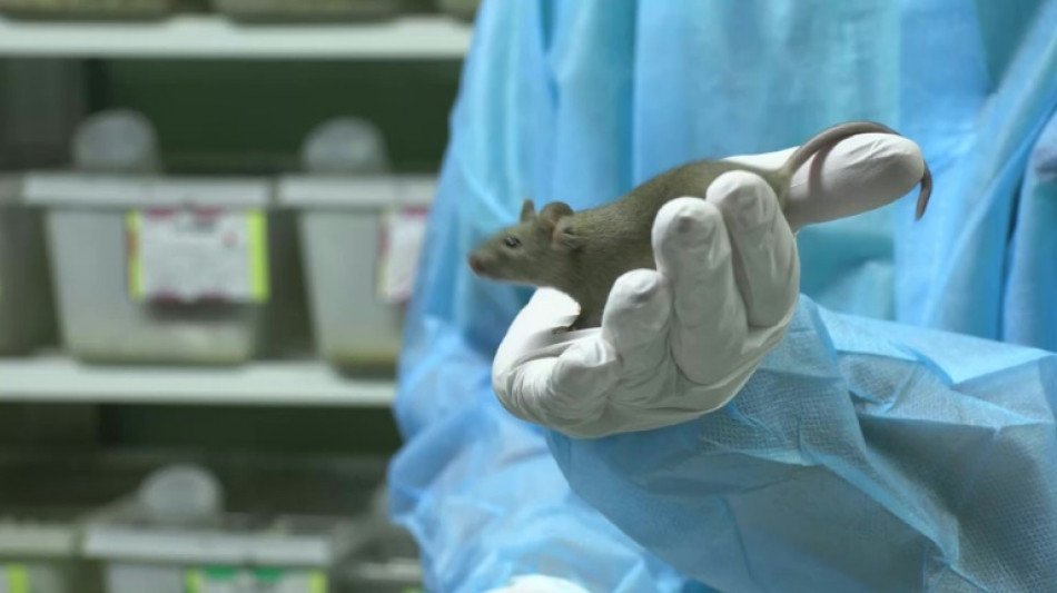 Suiza decide el domingo si prohíbe los experimentos médicos con animales y humanos