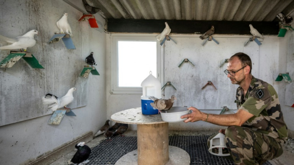 Près de Paris, les derniers pigeons militaires d'Europe s'envolent toujours