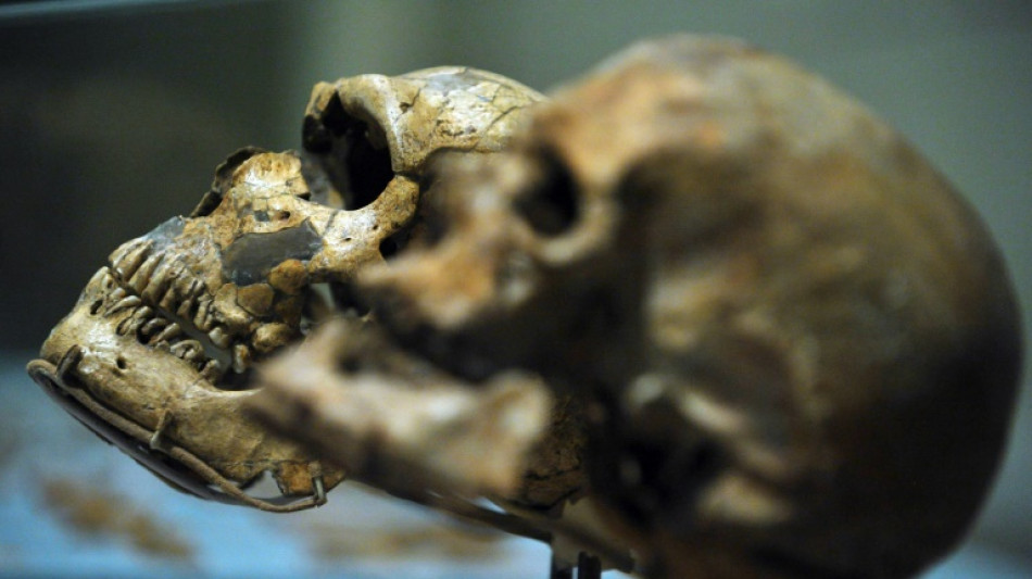 Un cr&acirc;ne d'un million d'ann&eacute;es pourrait modifier la chronologie de l'&eacute;volution humaine, selon une &eacute;tude